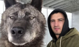 狼视频,揭秘狼族生存智慧与神秘生活